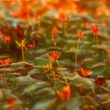 fig buttercup, Fractalius