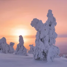 viewes, snowy, Lapland, trees, winter, Great Sunsets, Finland