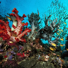 depths, coral, fish, reef