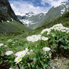 glaucoma, Mountains, Fjordland National Park, alpine