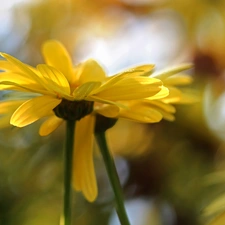 flakes, Yellow, daisy