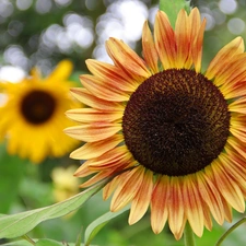 flakes, Sunflower, decorated