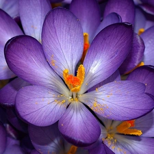 crocuses, purple, flowers