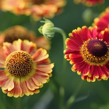 flakes, Helenium, Red, Yellow, Flowers