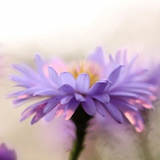 lilac, Colourfull Flowers, flakes, Aster