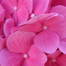 flakes, hydrangea, Pink