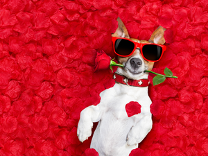 Glasses, Funny, rose, flakes, Jack Russell Terrier
