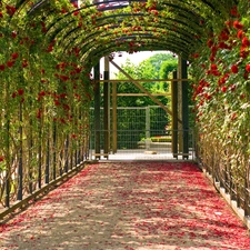 flakes, pergola, roses