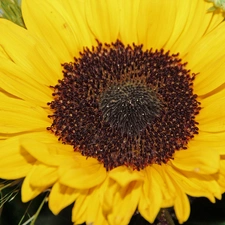 Sunflower, flakes
