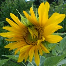 flakes, Sunflower, Yellow
