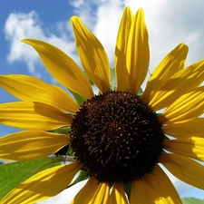 flakes, Sunflower, Yellow