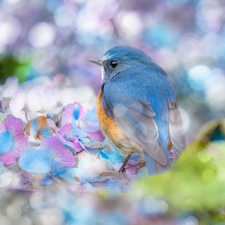 hydrangea, blur, Red-flanked Bluetail, Flowers, Bird