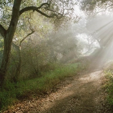 sun, forest, luminosity, ligh, Path, flash, Przebijające