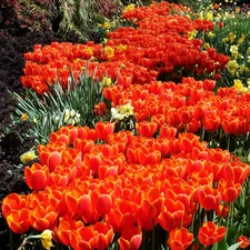 Orange, carpet, floral, Tulips