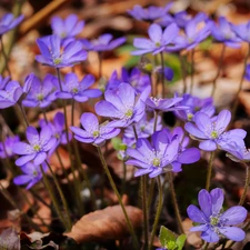 Florescence, Flowers, Liverworts