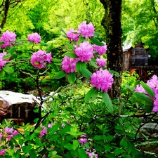 water, forest, flourishing, Rhododendrons, stream, Windmill