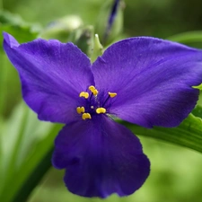 blue, Flower