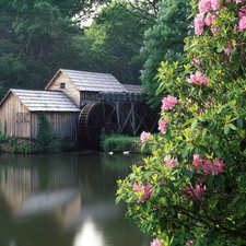 trees, Windmill, flower, Bush, viewes, water