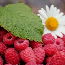 Flower, raspberries, leaves