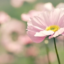 Pink, Flower