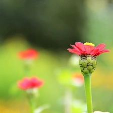 Red, Flower