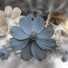 Cosmos, 3D Graphics, Flowers