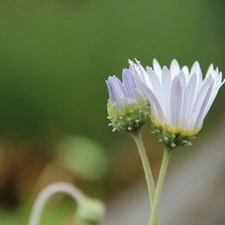 Arktotis, Flowers