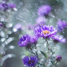Flowers, purple, Aster