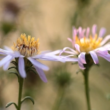 Flowers, purple, Astra