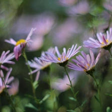 Flowers, purple, Astra