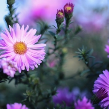 Flowers, Aster, Beetle