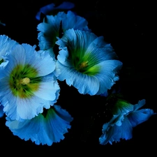 Blue, Flowers