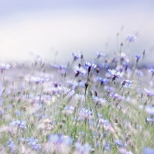 Flowers, cornflowers, Blue