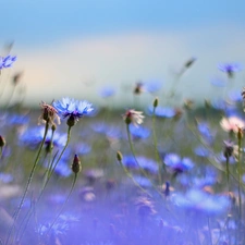 Flowers, cornflowers, Blue