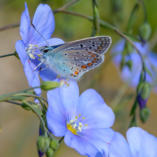 butterfly, Dusky Icarus, Flowers, linen, Blue