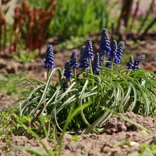 Flowers, Muscari, Blue