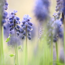 Flowers, Muscari, Blue