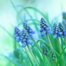 Flowers, Muscari, Blue