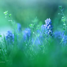 Flowers, Muscari, Blue