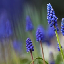 Flowers, Muscari, Blue