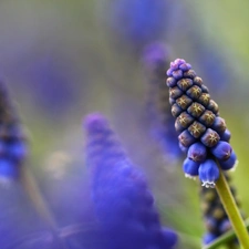 Flowers, Muscari, Blue