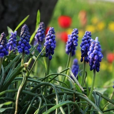 Flowers, Muscari, Blue