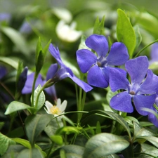 Flowers, myrtle, Blue