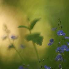 Flowers, Veronica, Blue