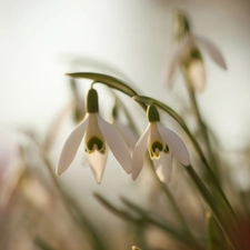 snowdrops, Flowers, blurry background, White