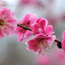 Flowers, trees, branch