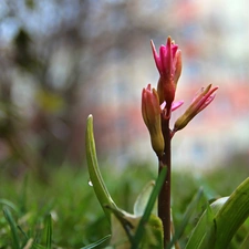 Flowers, Hyacinths, Buds