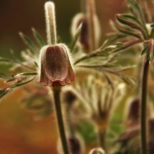 Flowers, pasque, Buds