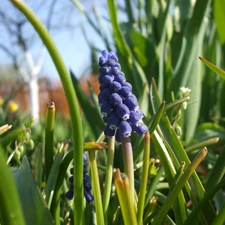 flowers, dense, bunch