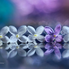 Flowers, Bush, White, Violet, without